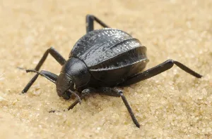 Mating darkling beetle in the desert, Israel