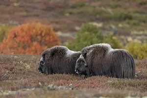 After mating, the pair of musk oxen (Ovibos moschatus) stand together for a few minutes