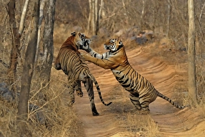 A mating pair of tigers (Panthera tigris) on a jungle track in Ranthambore National Park, Rajasthan, India, Asia