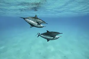 Mating of two pairs Spinner Dolphins (Stenella longirostris)