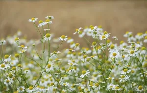 Matricaria chamomilla (Matricaria chamomilla) at the edge of a field
