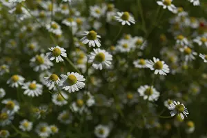 Matricaria chamomilla (Matricaria chamomilla) at the edge of a field