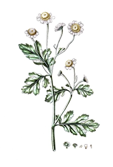 Matricaria parthenium, feverfew