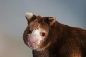 Matschie's Tree Kangaroo (dendrolagus matschiei)