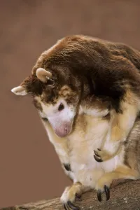 Matschie's Tree Kangaroo (dendrolagus matschiei)
