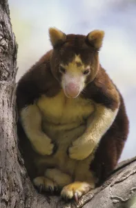 Matschie's Tree-kangaroo (Dendrolagus matshiei) sitting in tree<br>Matschie's Tree-kangaroo (Dendrolagus matshiei)
