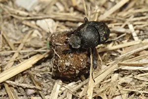 Matter pill moth (Sisyphus schaefferi)