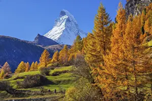 Matterhorn 4478m with golden yellow larches in autumn