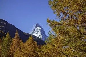 Framed Print : Matterhorn dominates golden larches in a clear autumn atmosphere Framed Print : Matterhorn dominates golden larches in a clear autumn atmosphere
