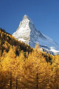 Matterhorn Mountain and Yellow Golden Larches on Slope in Autumn on Sunny Day