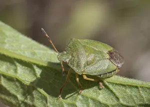 Mature Eurasian Green shield bug
