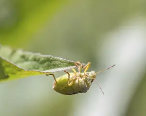 Mature Eurasian Green shield bug