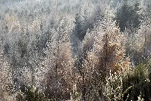 Mature mixed forest with larches and beeches in the Hunsruck-Hochwald National Park in winter