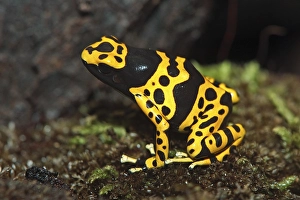 Mature Yellow-banded Poison Dart or Poison Frog (Dendrobates leucomelas)