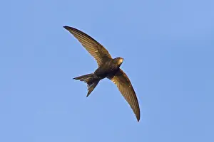 Mauersegler, Common Swift, Swift