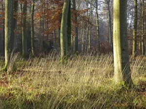 Maulbronn, colourful deciduous forest in autumn