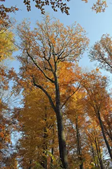 Maulbronn, deciduous forest in autumn