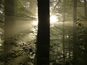 Maulbronn, fog in the forest with backlit rays of sunlight