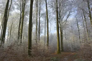 Maulbronn, Hoarfrost in the Forest
