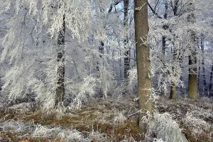 Maulbronn, Hoarfrost in the Forest