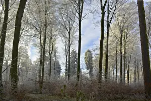 Maulbronn, Hoarfrost in the Forest
