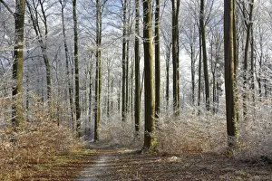 Maulbronn, Hoarfrost in the Forest
