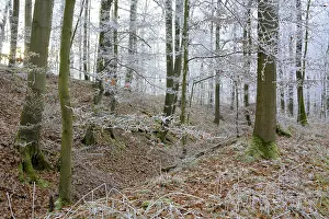 Maulbronn, Hoarfrost in the Forest