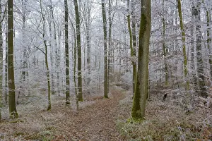 Maulbronn, Hoarfrost in the Forest