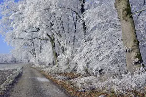 Maulbronn, hoarfrost in the forest, forest path