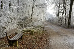 Maulbronn, hoarfrost in the forest, forest path