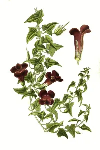 Maurandya barclayana, angels trumpet