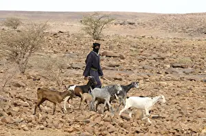 Mauretanian Bedouin with goats