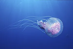 Mauve stinger (Pelagia noctiluca)