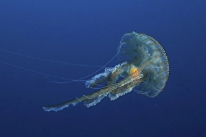 Mauve stinger (Pelagia noctiluca)