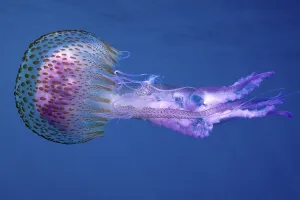 A mauve stinger (Pelagia noctiluca) drifts through the deep blue water