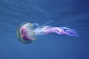 A mauve stinger (Pelagia noctiluca) floats in the clear sea water