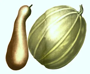Maximo, longa, variants of the pumpkin (Cucurbita)