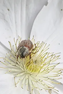 May beetle, field may beetle (Melolontha melolontha)