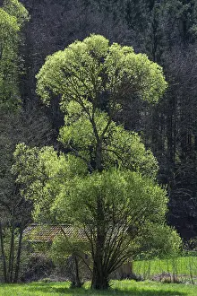 May green willow (Salix) in a valley
