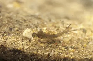Mayfly nymph (Ephemeridae)