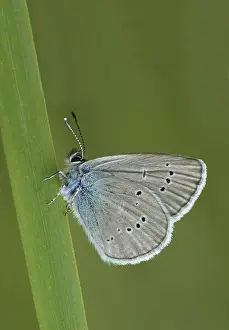Mazarine Blue (Cyaniris semiargus)