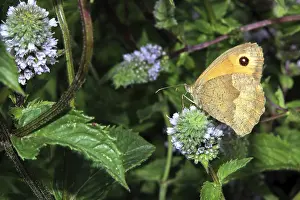 Meadow Brown (Maniola jurtina) on the flower of a mint (Mentha)