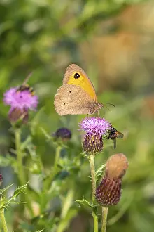 Meadow brown (Maniola jurtina) on a thistle on Juist