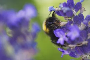 Meadow bumblebee (Bombus pratorum) collecting nectar and pollen on true lavender (Lavandula angustifolia)