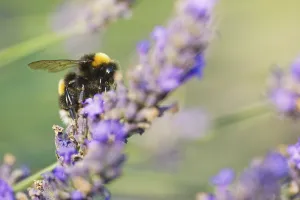 Meadow bumblebee (Bombus pratorum) collecting nectar and pollen on true lavender (Lavandula angustifolia)