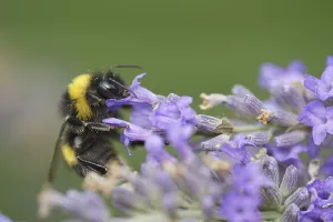 Meadow bumblebee (Bombus pratorum) collects nectar and pollen on Common lavender (Lavandula angustifolia)