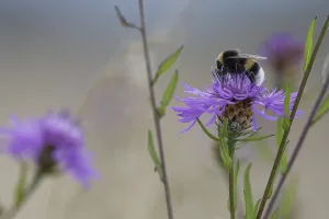Framed Print : Meadow bumblebee (Bombus pratorum) collects nectar and pollen on cornflower (Centaurea cyanus)