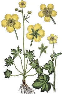 Meadow Buttercup (Ranunculus acra)