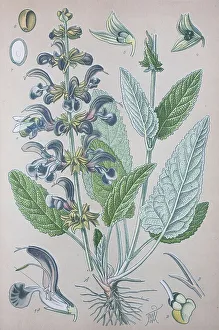Meadow clary (Salvia pratensis)