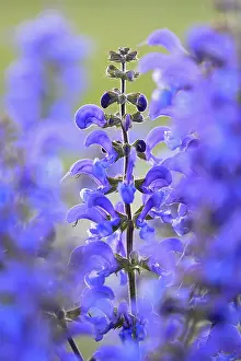 Meadow Clary (Salvia pratensis)